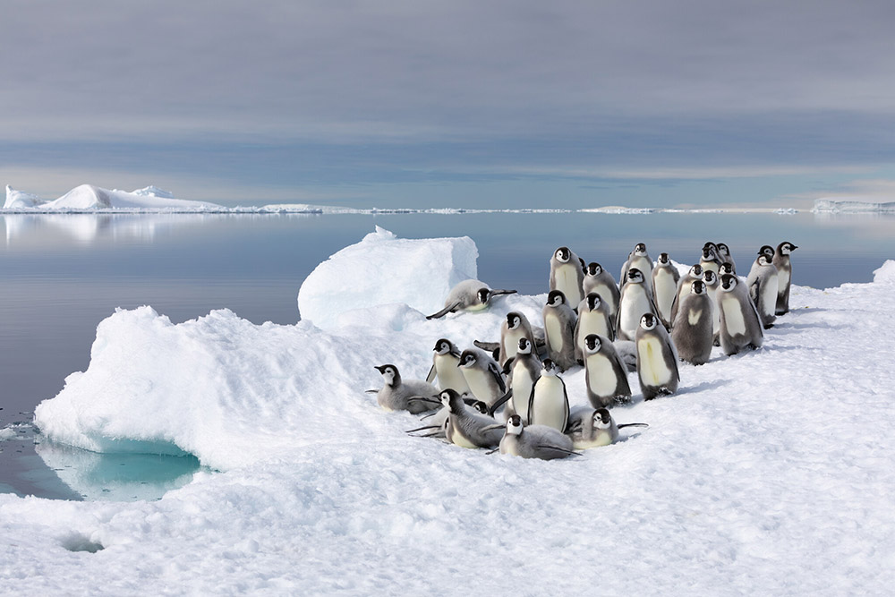 Frozen Planet II: H συναρπαστική σειρά ντοκιμαντέρ του BBC έρχεται στον ΣΚΑΪ σε α’ τηλεοπτική μετάδοση-5