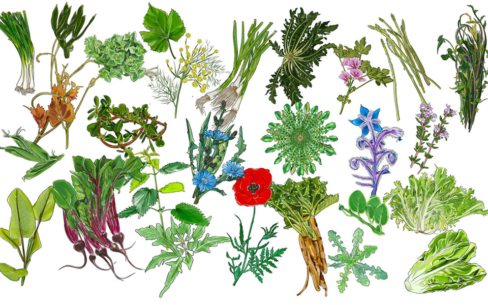 τα-ελληνικά-χόρτα-της-άνοιξης-γνωστά-κ-562376686