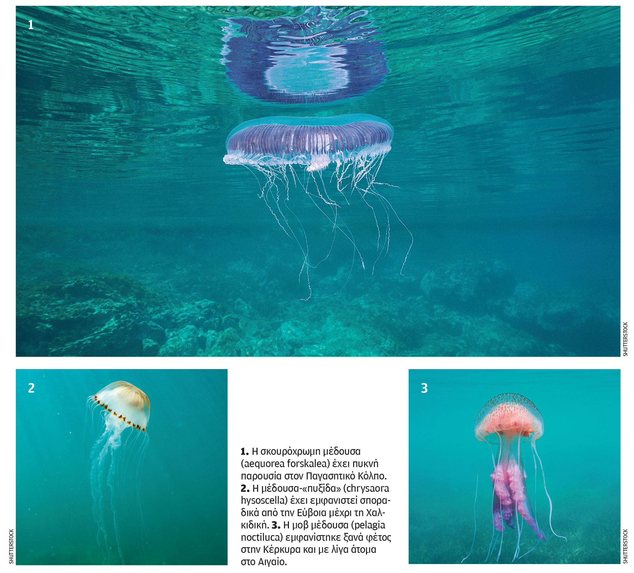 Oι μέδουσες επιστρέφουν στις ελληνικές θάλασσες-1