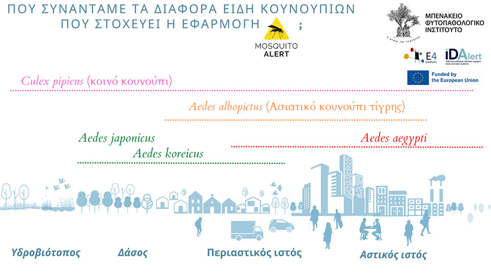 Mosquito Alert: Το νέο «όπλο» στον πόλεμο εναντίoν των κουνουπιών-1