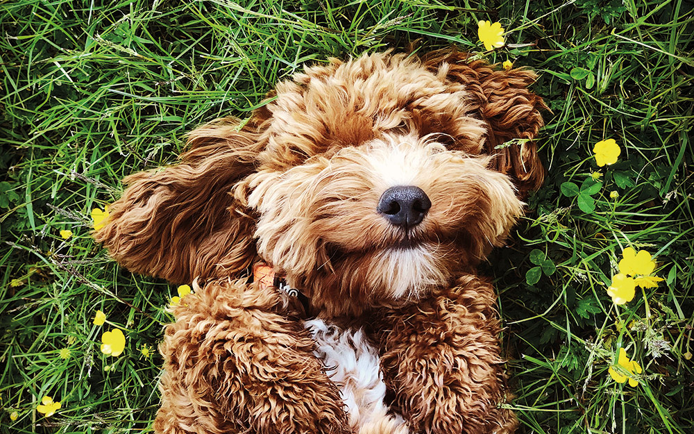 πάσχα-με-σκύλο-στο-χωριό-562371613