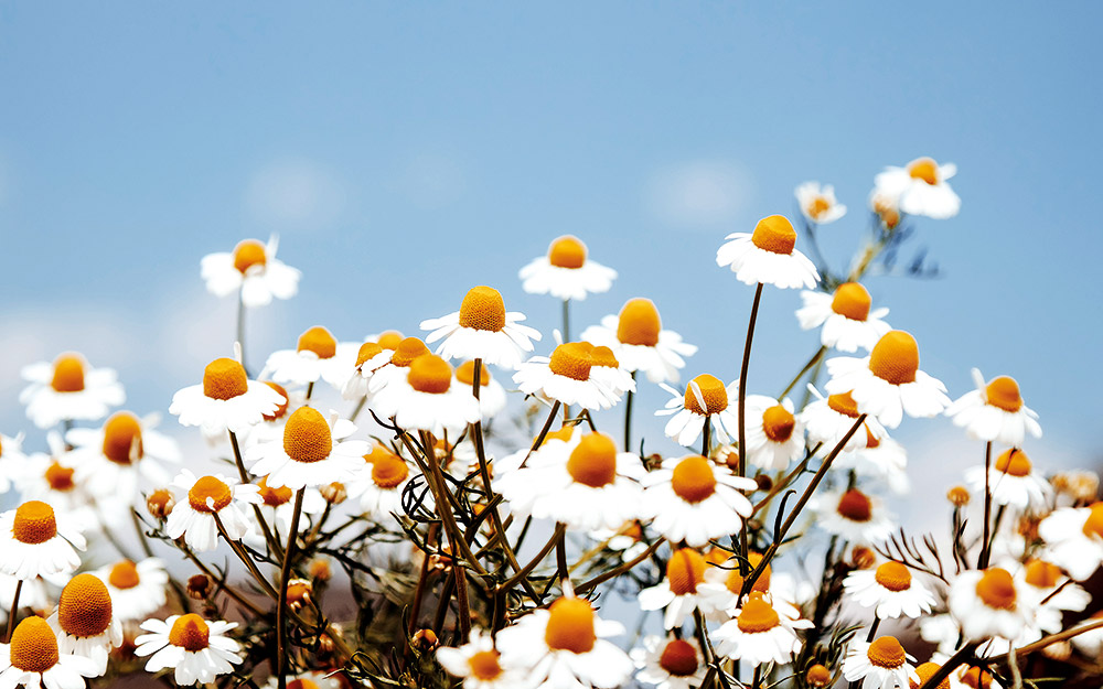 7-ανοιξιάτικες-ιδέες-για-να-συνδεθείτε-562391617