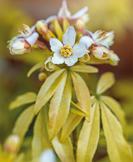 Xοΐσια: Tα φύλλα της φέρνουν μυρωδιά βασιλικού και απήγανου-1