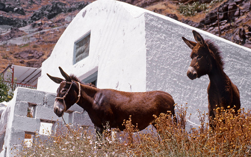 όταν-τα-γαϊδούρια-μάς-διδάσκουν-ανθρω-562353259
