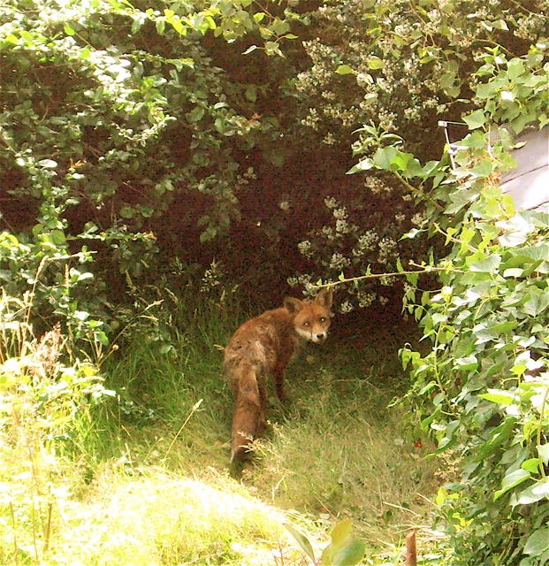 Πώς να κρυφτείς από τον «Μικρό Πρίγκιπα», έτσι κι αλλιώς τα ξέρει όλα-1