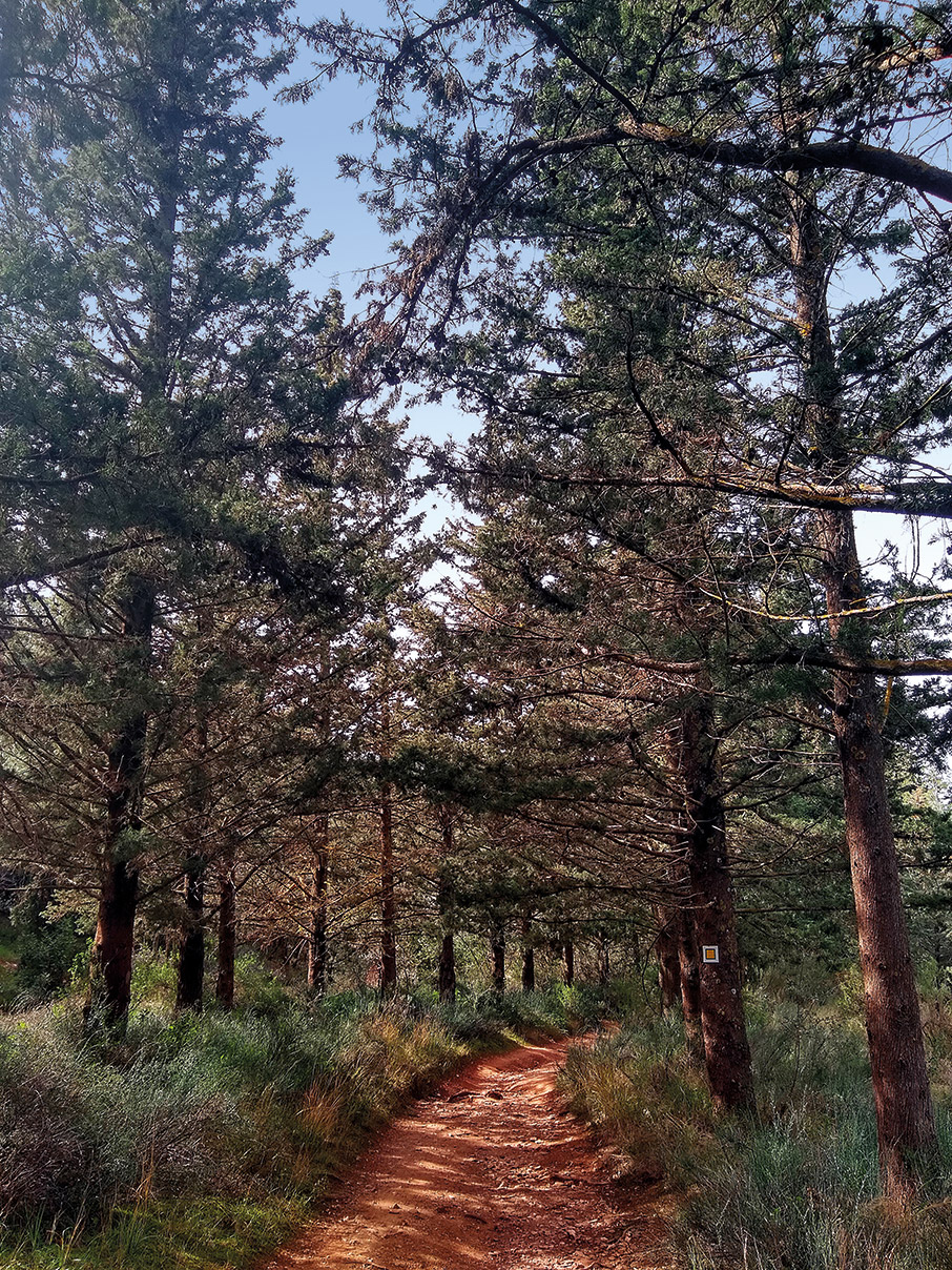 7 ανοιξιάτικες ιδέες για να συνδεθείτε με τη φύση-8