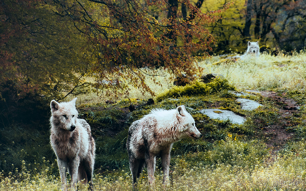 τα-τοπία-του-γιώργου-ρουσόπουλου-που-κ-562378207