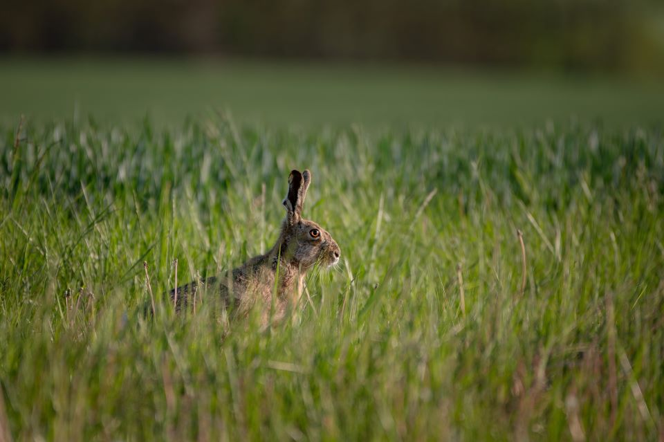 καταλωνία-αντιμέτωποι-με-τον-εφιάλτη-562386094