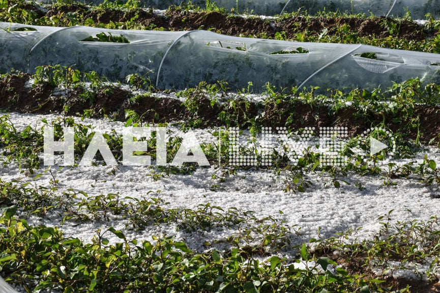 Ηλεία: Τεράστιες καταστροφές από χαλάζι σε πολλές καλλιέργειες-1