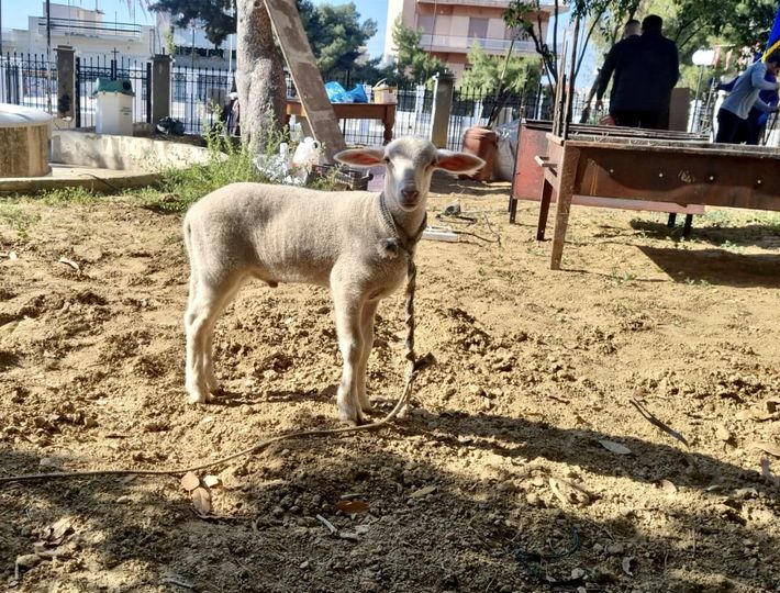 Zώα προς σφαγή σε εκκλησίες-2