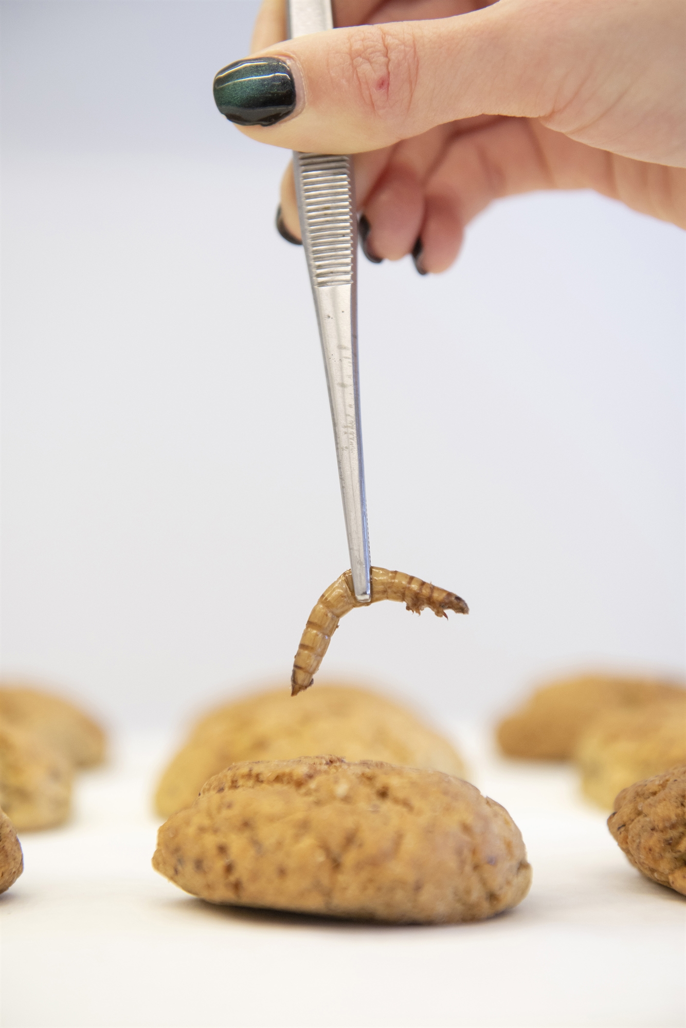 Εκτρέφουμε κατσαρίδες υψηλής ποιότητας-1