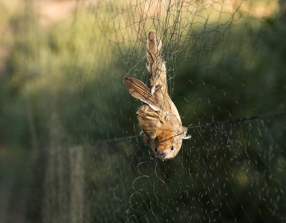 παράνομες-πωλήσεις-άγριων-πτηνών-στο-562379320