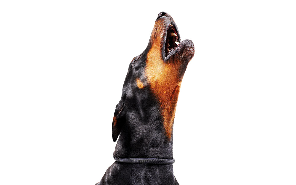 τι-να-κάνετε-αν-βρεθείτε-αντιμέτωποι-μ-562361632