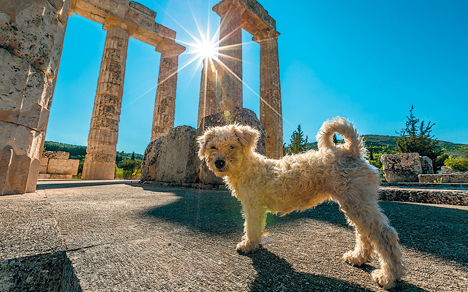υπό-όρους-τα-κατοικίδια-στα-μνημεία-562391269