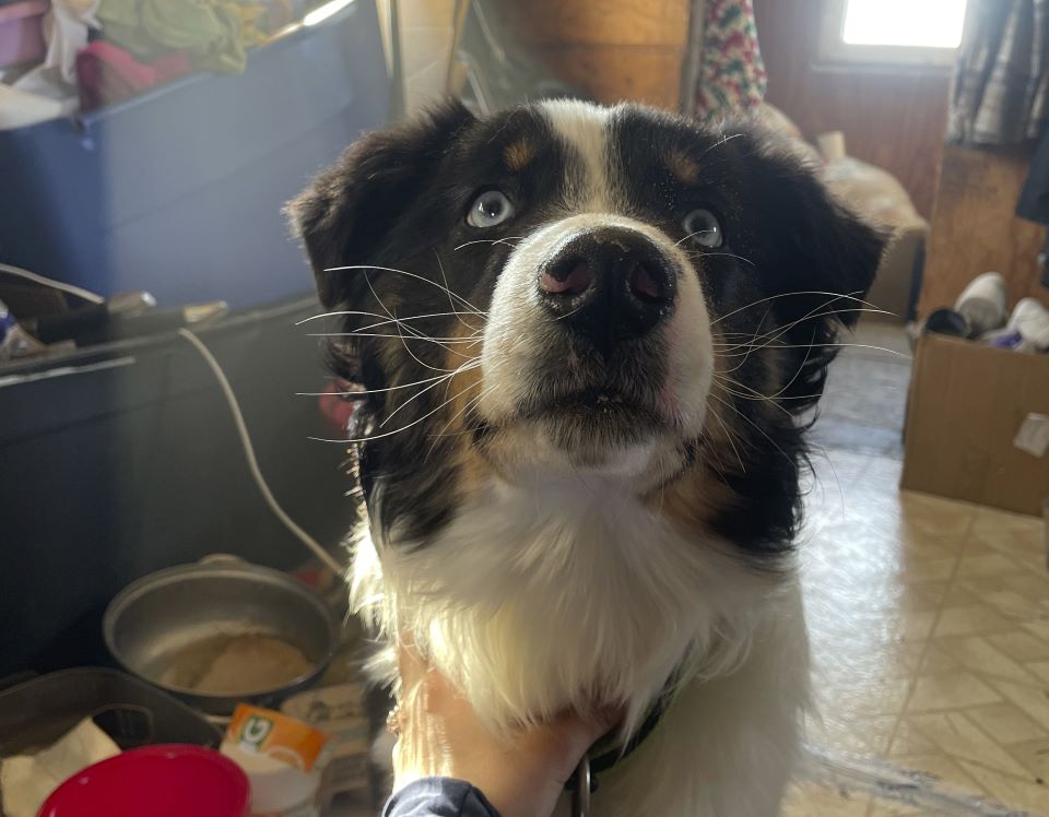 αγνοούμενος-σκύλος-επέστρεψε-σπίτ-562371994