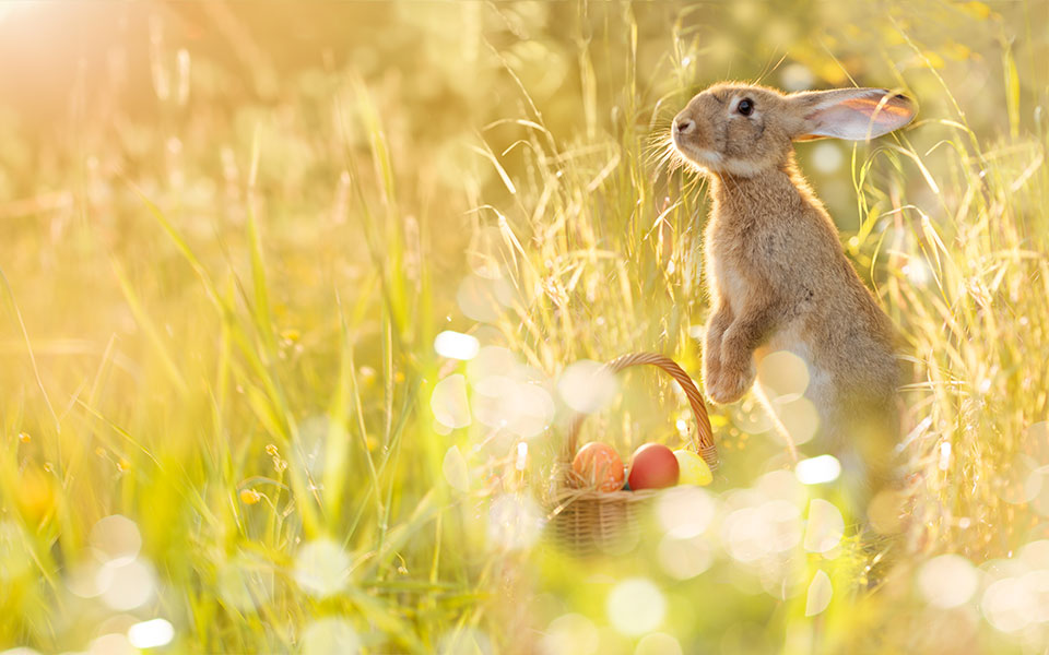 η-μυστηριώδης-σχέση-των-λαγών-με-το-π-562361608