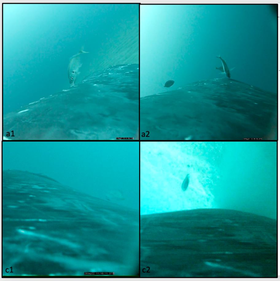 Κάμερες καταγράφουν φάλαινες να κάνουν «σπα» και παρέα «όπως οι άνθρωποι» στον βυθό του Κουίνσλαντ-2