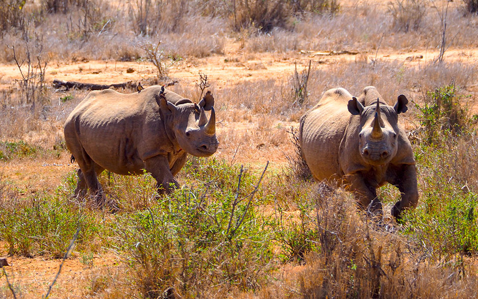 zoonomia-ερευνα-σε-240-είδη-θηλαστικών-ρίχνει-φω-562394242