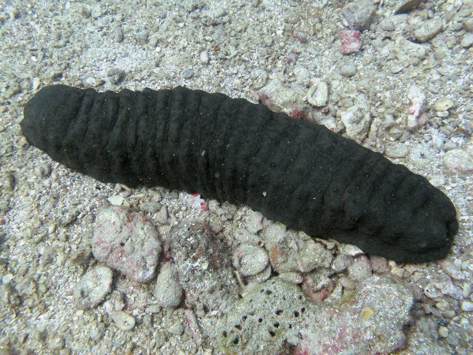 ιαπωνία-συλλήψεις-για-κλοπή-θαλάσσι-562389523