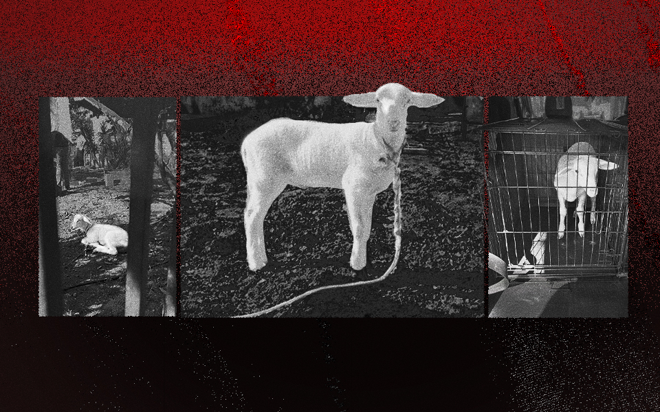 zώα-προς-σφαγή-σε-εκκλησίες-562386415