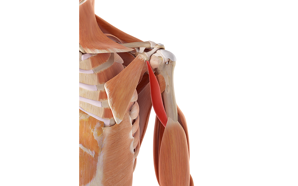 δύο-συχνοί-τραυματισμοί-των-ώμων-και-π-562371658
