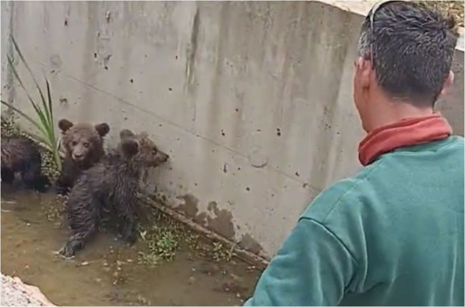 φλώρινα-οι-αρχές-απεγκλώβισαν-τρία-αρ-562441366