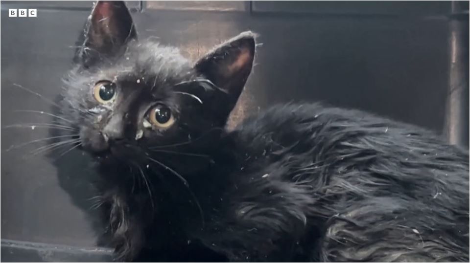 βηρυτός-εσωσαν-γατάκι-εγκλωβισμένο-ε-562445425