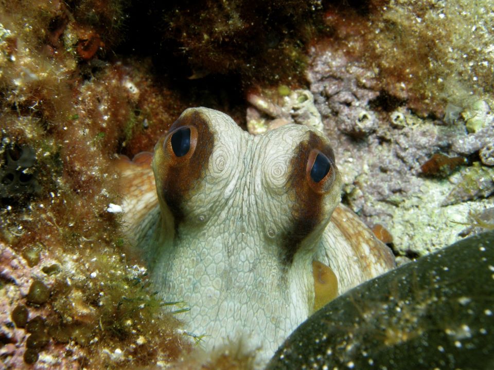καταγράφηκε-για-πρώτη-φορά-εγκεφαλικ-562400017