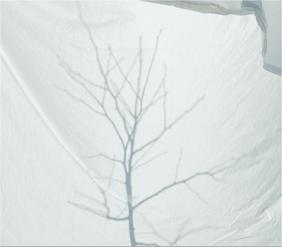 Γκίγκο: Τα δέντρα της Χιροσίμα που επέζησαν από την ατομική βόμβα-4