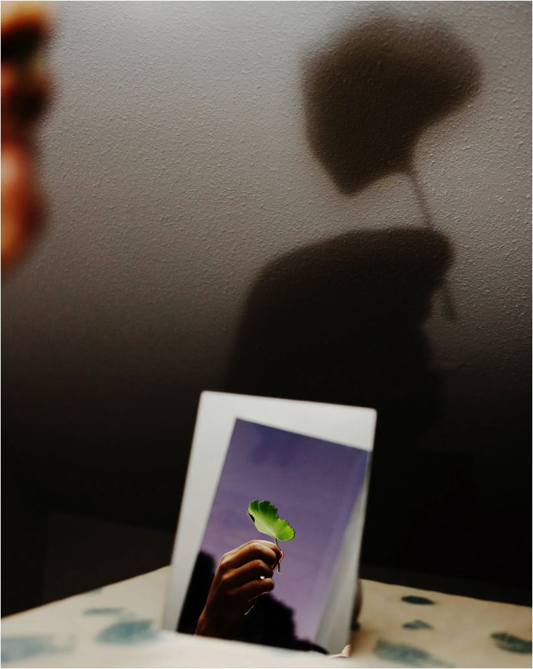 Γκίγκο: Τα δέντρα της Χιροσίμα που επέζησαν από την ατομική βόμβα-2