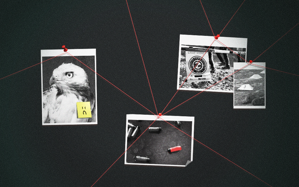 μυστήριο-με-τα-τρία-νεκρά-ελάφια-στη-λί-562446136