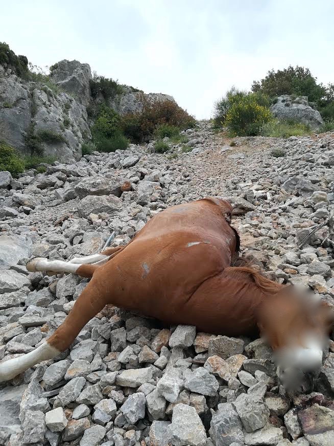 Ζώα ενός κατώτερου Θεού-1