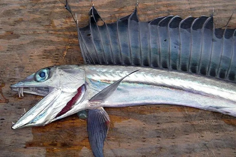 lancetfish-αποκαλύπτοντας-καλά-κρυμμένα-μυστ-562412545