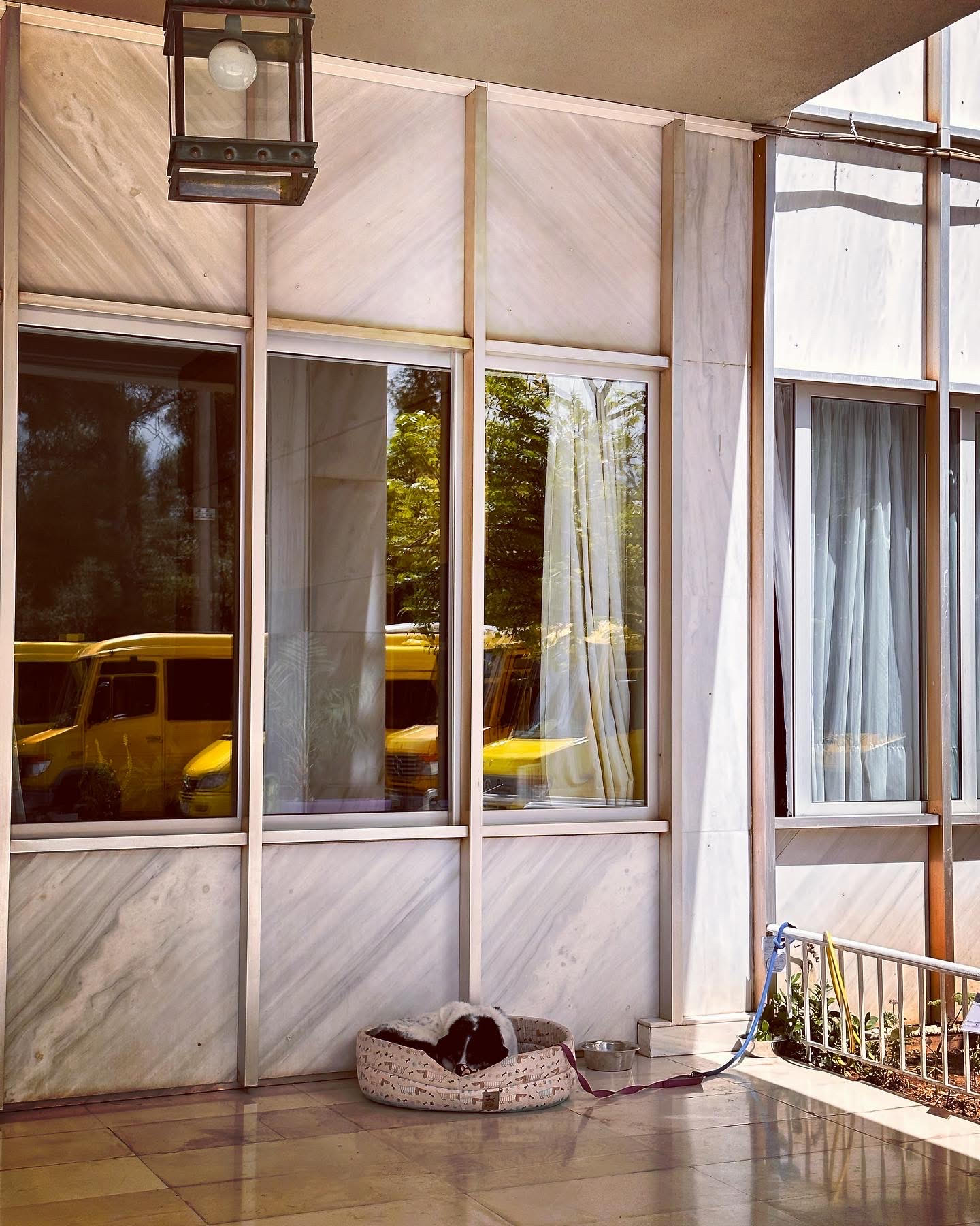 Ποια Καλυψώ, ποιος Πίνατ; Η καινούργια σταρ των τετράποδων λέγεται Μαρίτσα-2