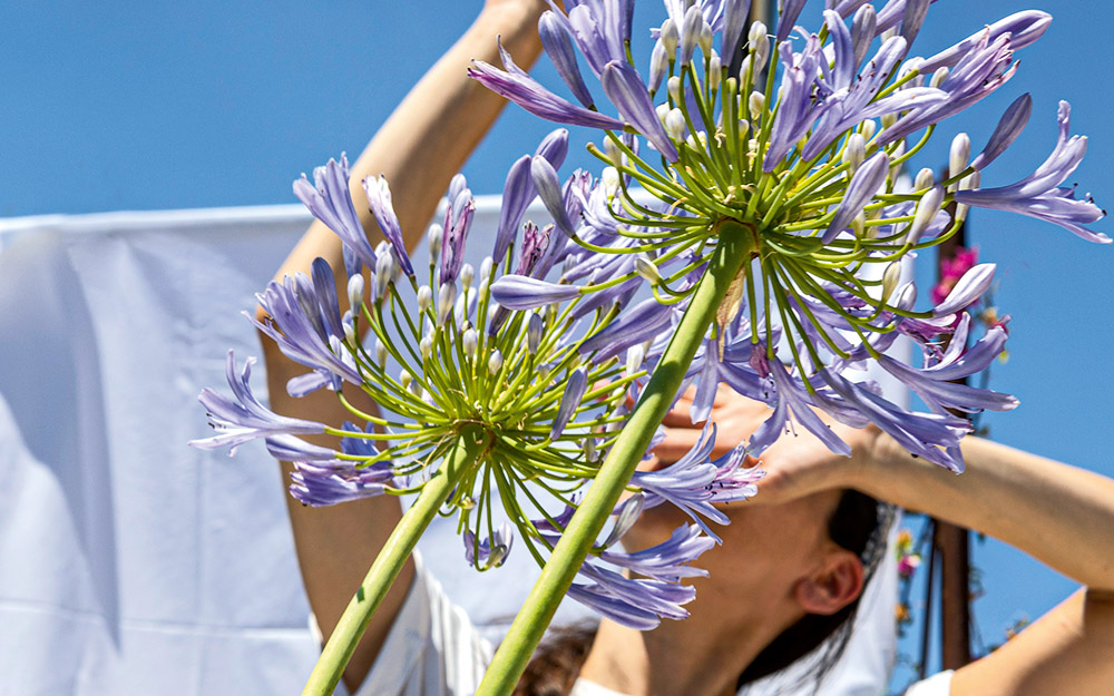 αγάπανθος-το-φυτό-ερωτικό-φίλτρο-για-ν-562441774