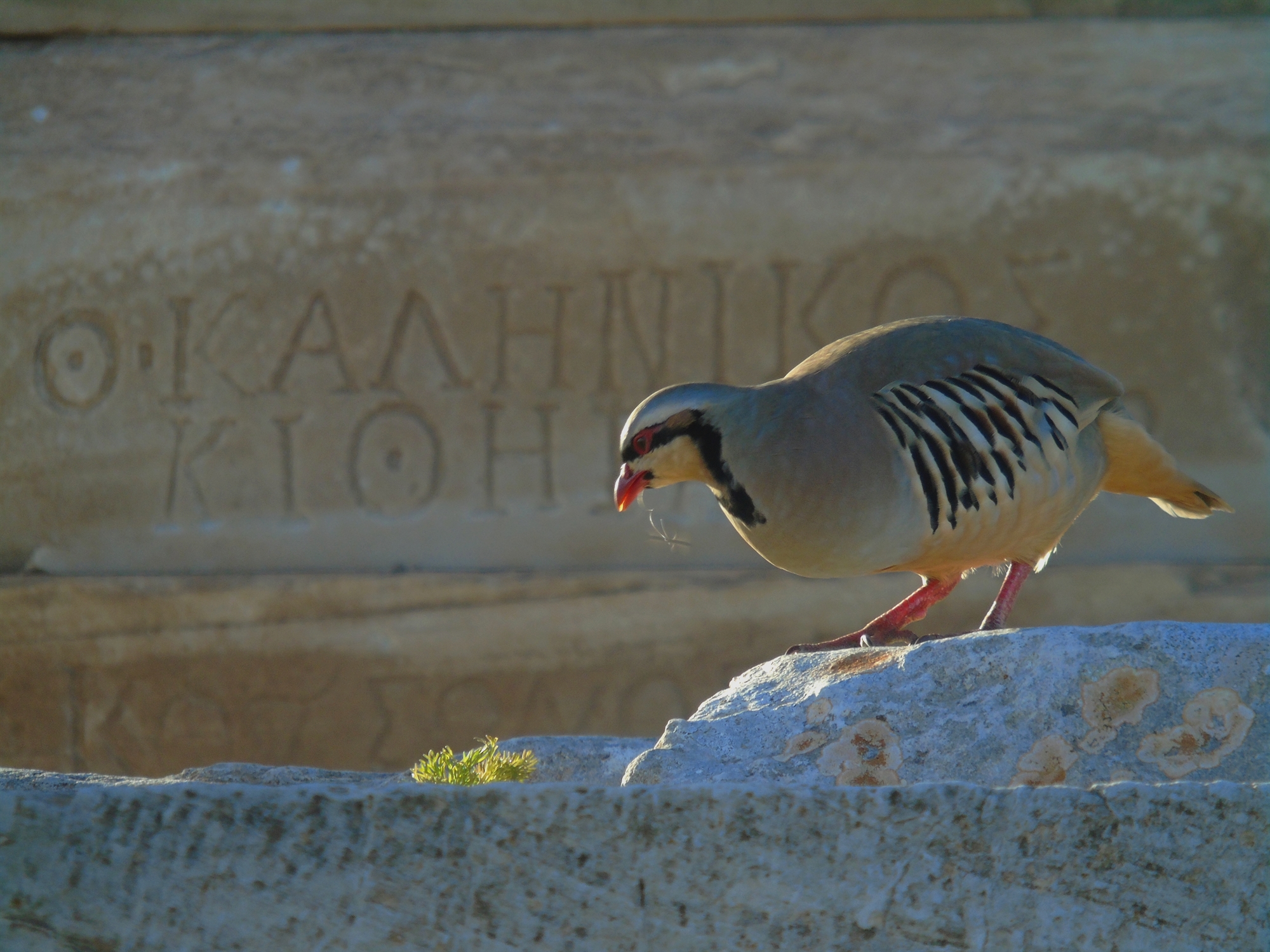 περιοχή-natura-στη-λέσβο-έγινε-ιππόδρομος-562442476