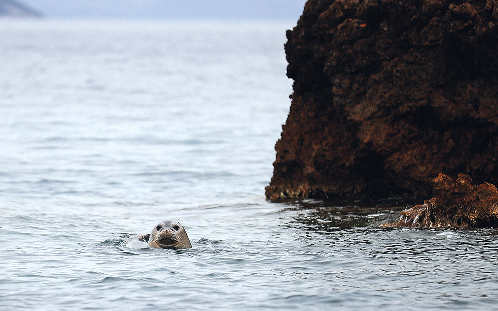 μια-νησίδα-του-ιονίου-γεμάτη-φώκιες-562422760