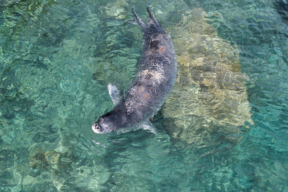 Μια νησίδα του Ιονίου γεμάτη φώκιες-3