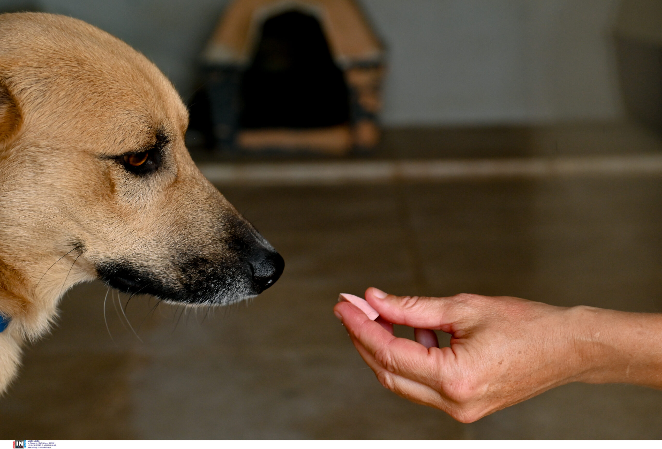 ζώα-συντροφιάς-και-αρχαιολογικοί-χώρ-562434661