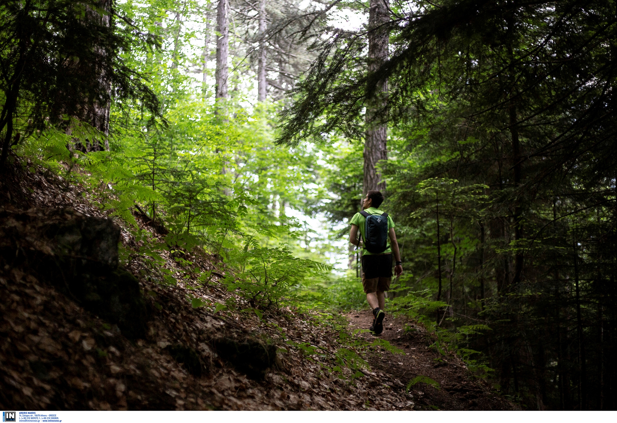 η-οικονομία-των-ελληνικών-δασών-562402762