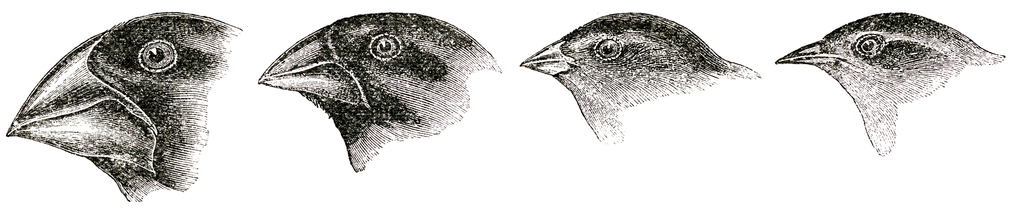 Κάρολος Δαρβίνος: Ο θεμελιωτής της θεωρίας της εξέλιξης-8