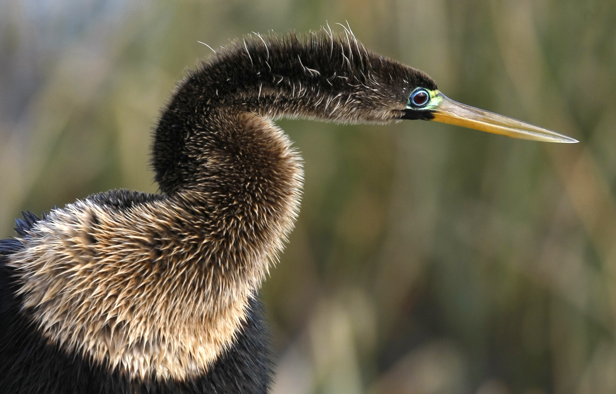 γιατί-τα-πτηνά-και-το-τραγούδι-τους-ωφε-562405339