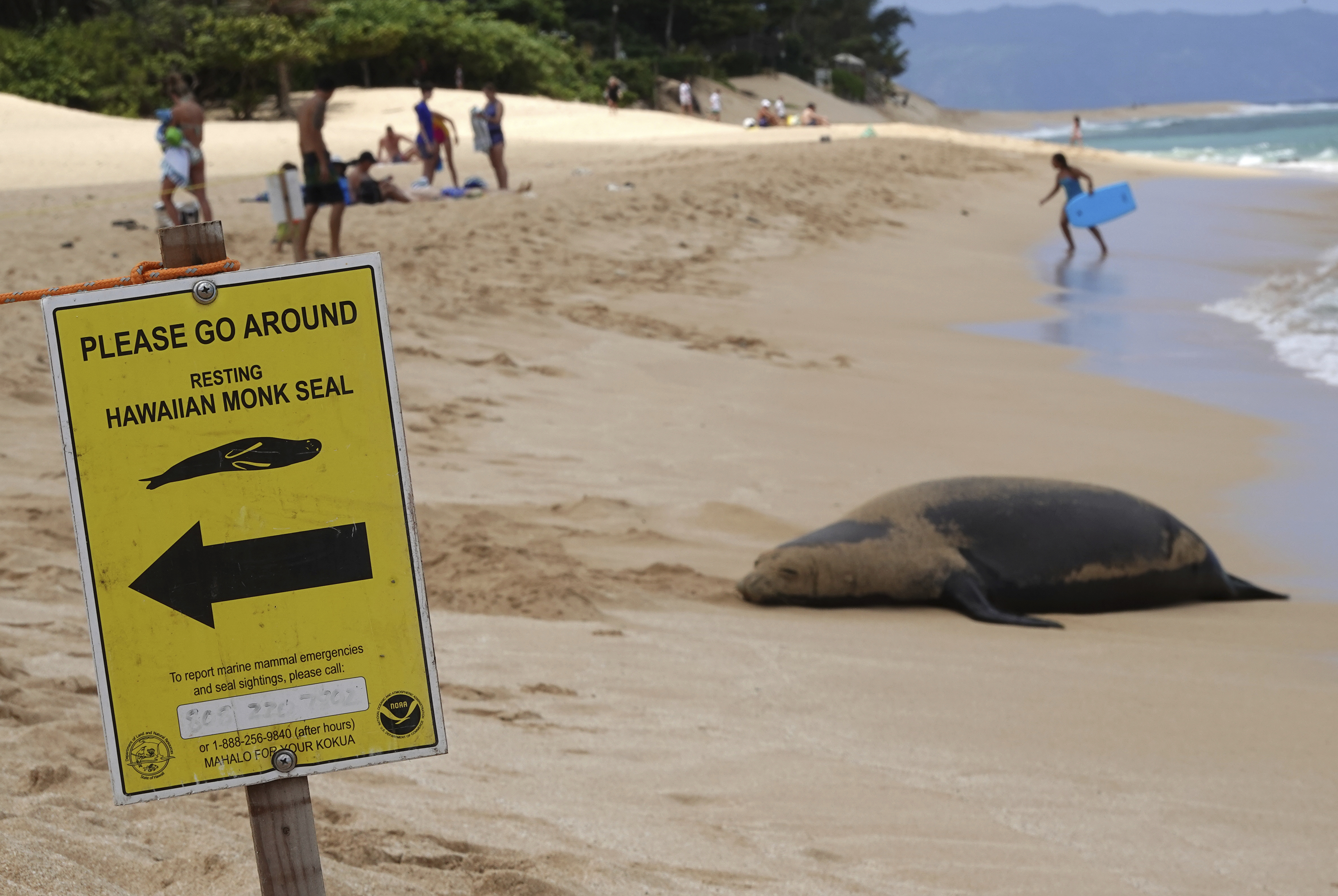 Χαβάη: Ανοιξε ξανά δημοφιλής παραλία του Γουακίκι μετά τον απογαλακτισμό μωρού φώκιας-1