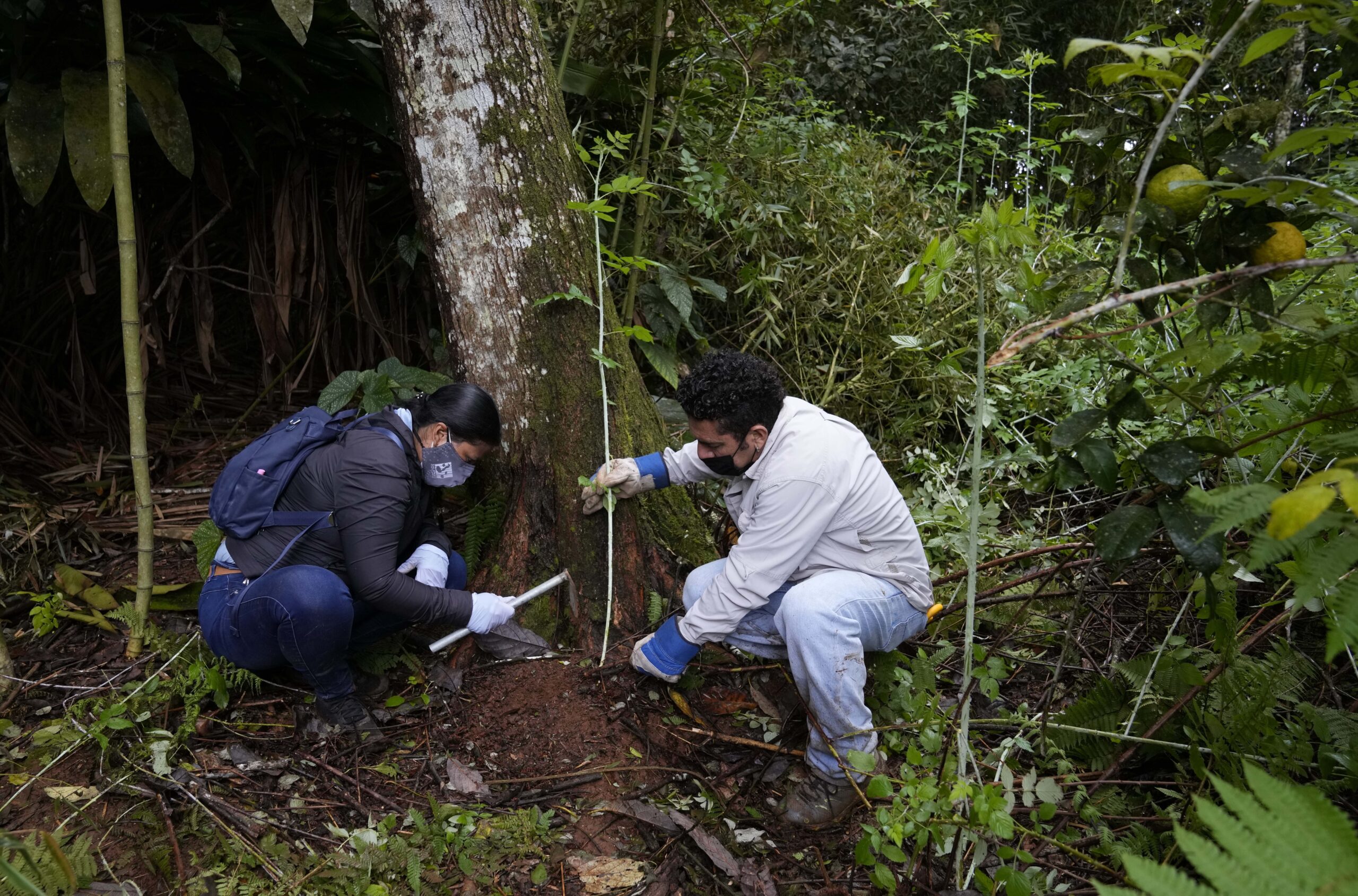 οι-επιστήμονες-μπορούν-πλέον-να-συλλέ-562429435