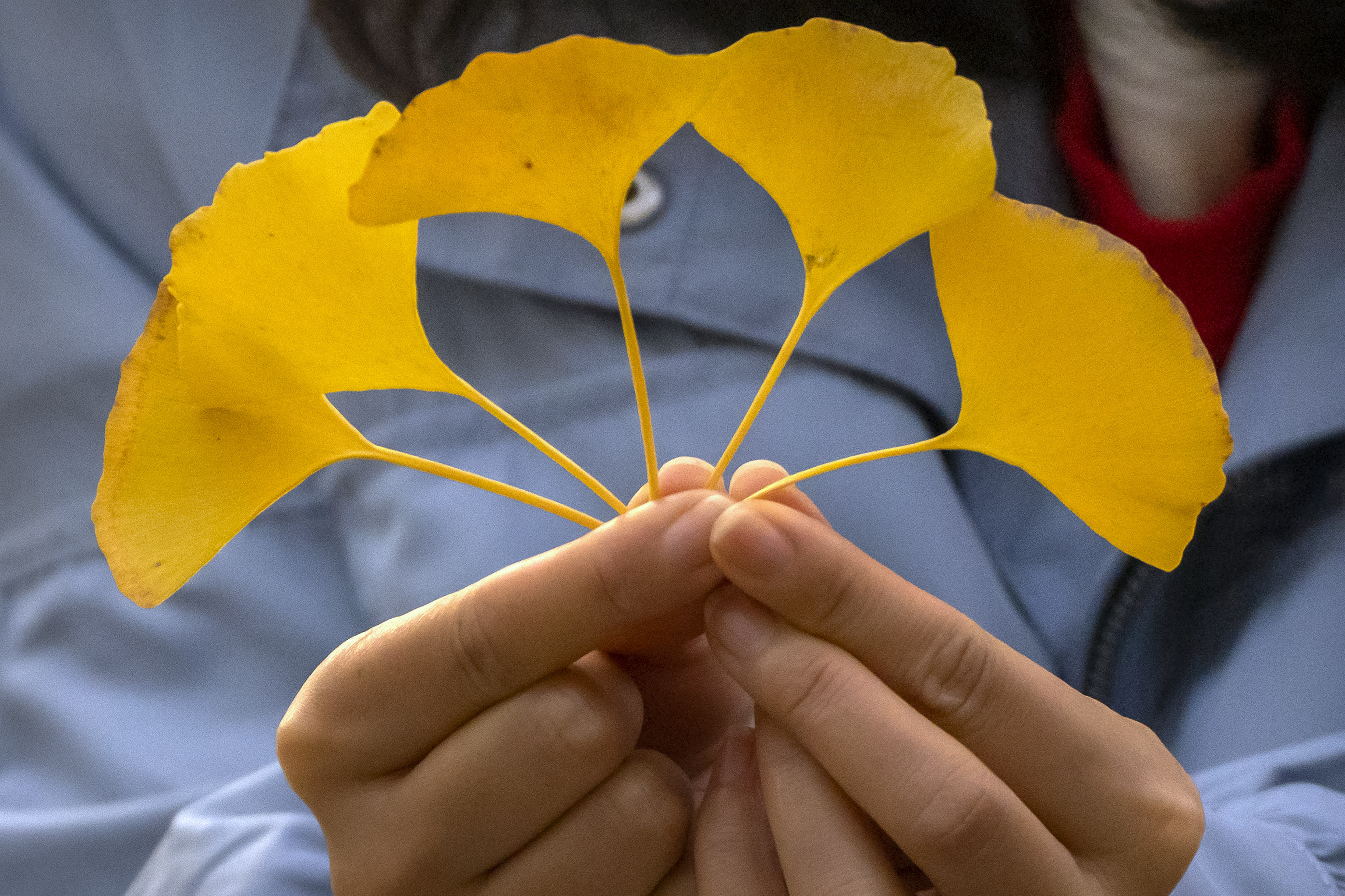 Γκίγκο: Τα δέντρα της Χιροσίμα που επέζησαν από την ατομική βόμβα-3