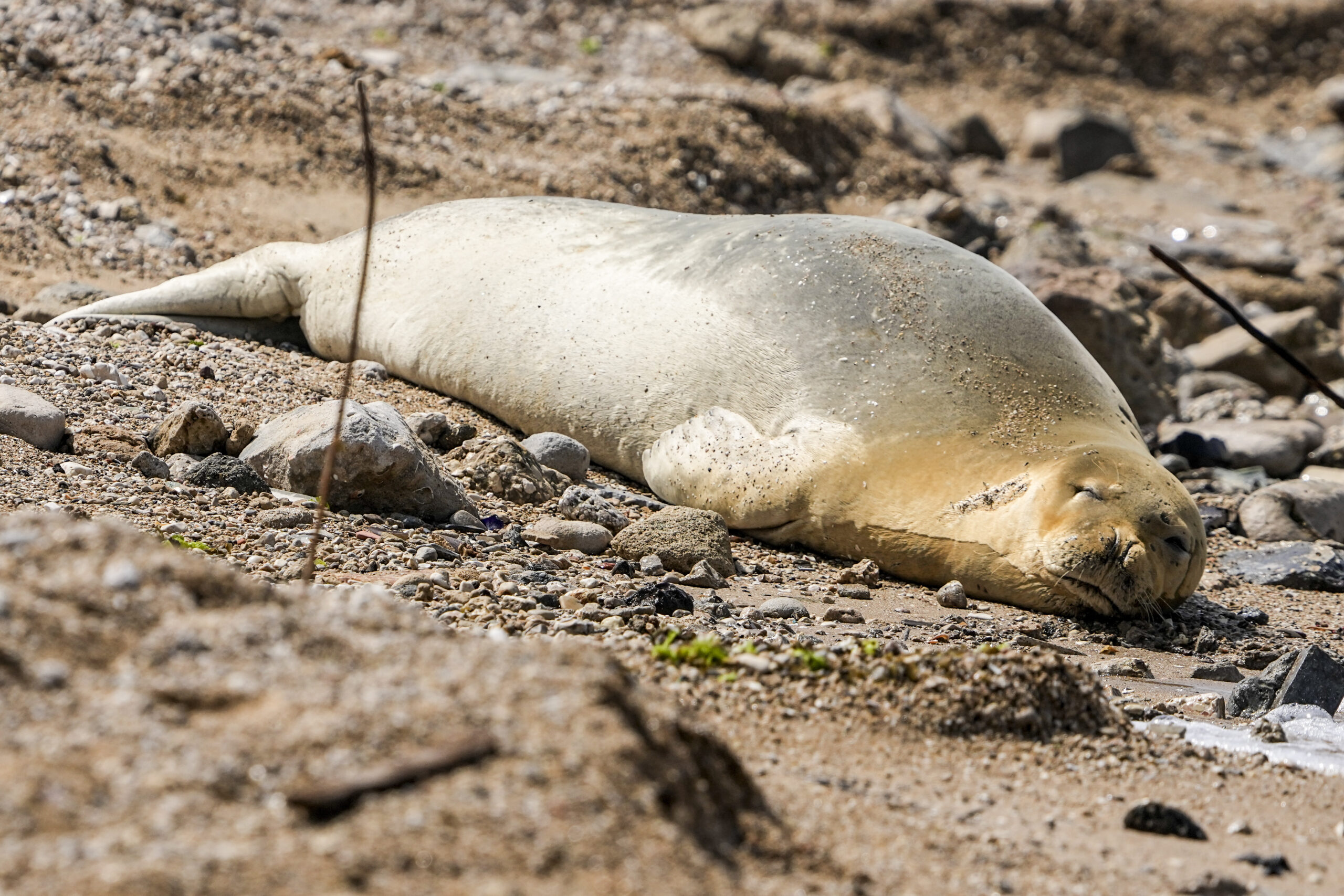 ισραήλ-aπειλούμενη-με-εξαφάνιση-φώκια-562423075