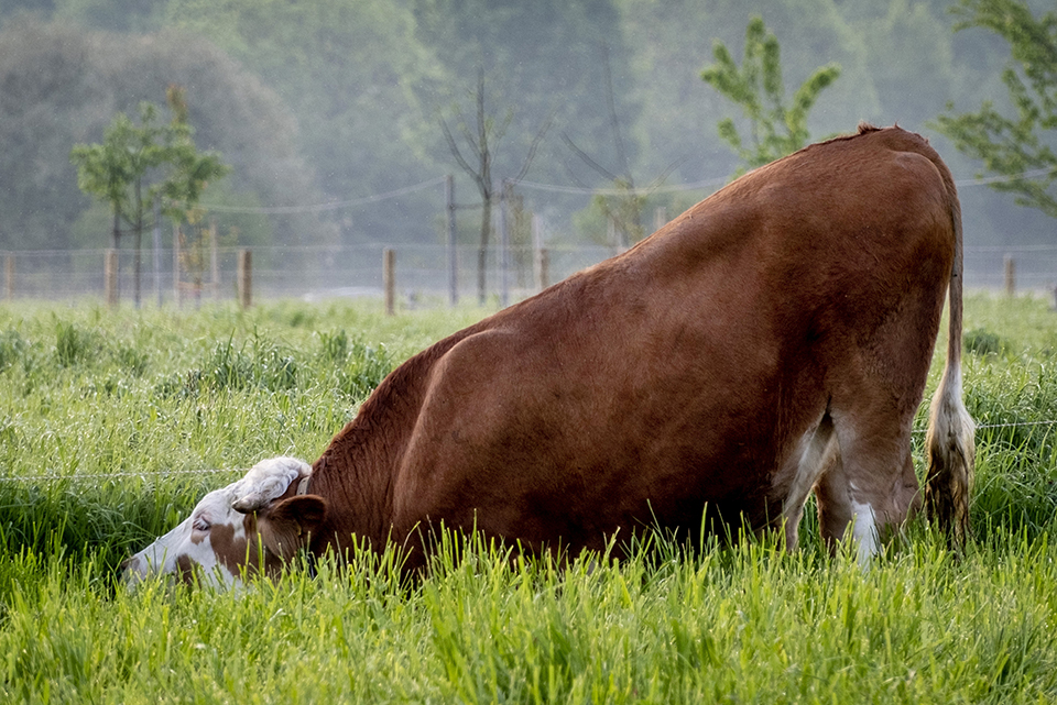 Λουλουδιασμένη έκθεση στο Λονδίνο-2
