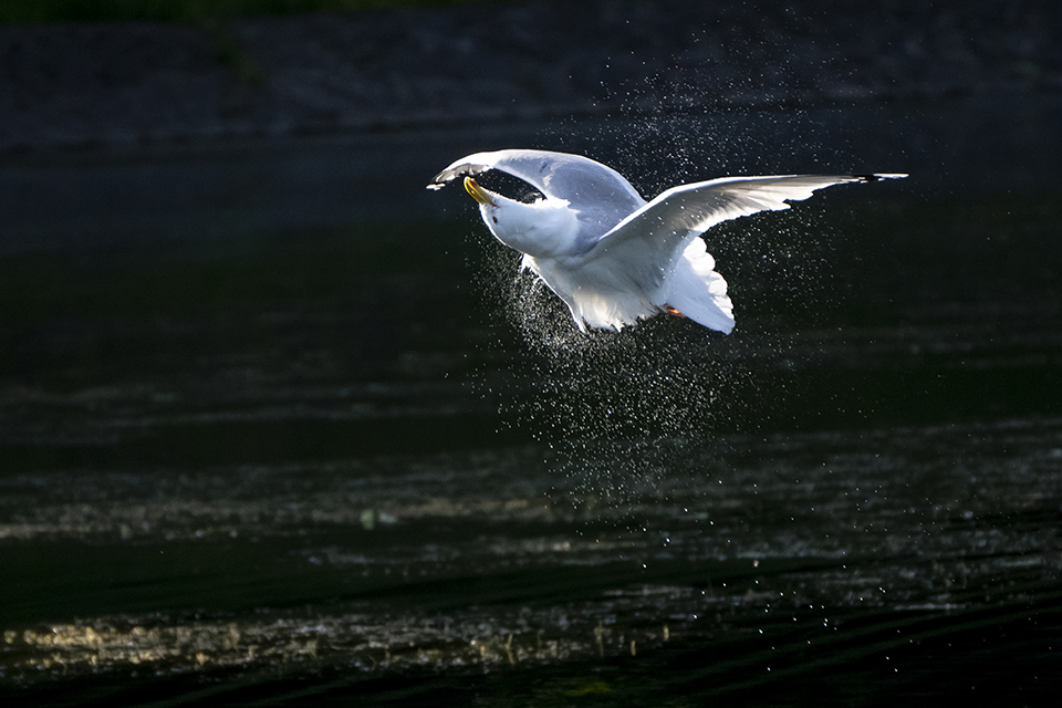 Ατυπη η σύνοδος, μεγάλες οι χαρές-1