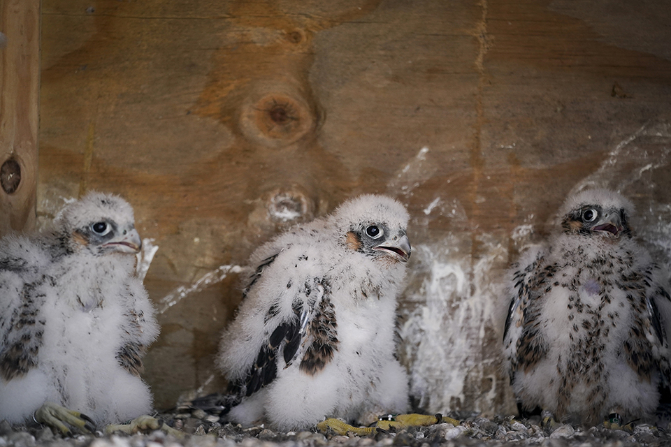 Αστικό φαινόμενο-1