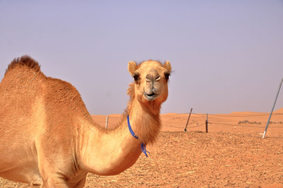 υεμένη-ταξίδεψε-επτά-ώρες-με-καμήλα-γι-562435798